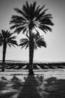 Date Palms, California Art Print